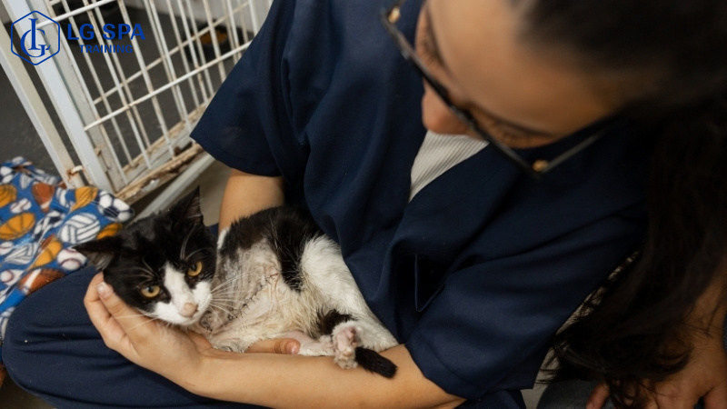 nghề chăm sóc thú cưng không cần bằng 12