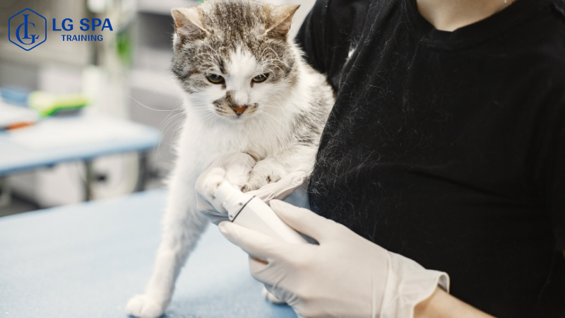 Học nghề chăm sóc thú cưng thu nhập cao
