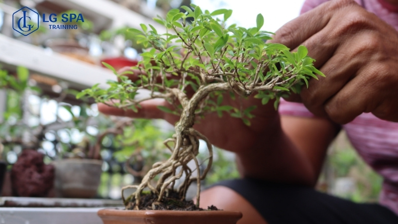 dễ kiếm tiền dễ học nghề chăm sóc cây cảnh