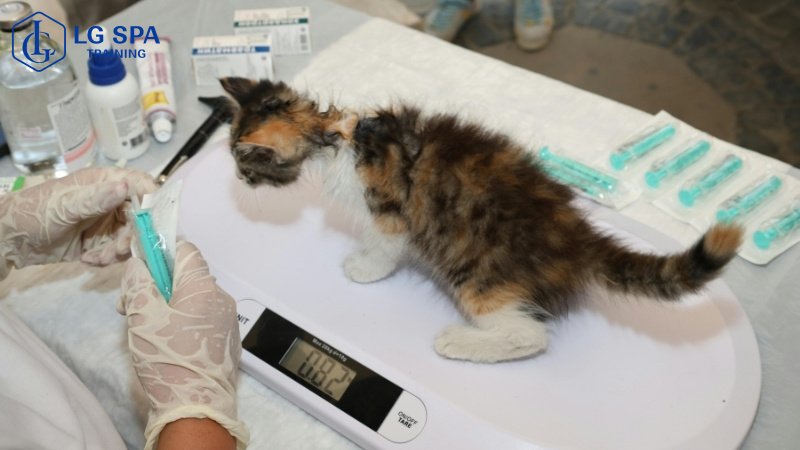 dịch vụ chăm sóc thú cưng lương 10 triệu