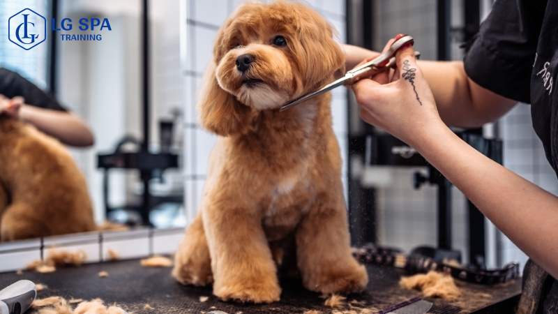 nghề chăm sóc thú cưng lương ổn định không cần bằng cấp