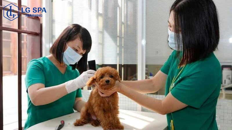 nữ 30 tuổi làm chăm sóc thú cưng