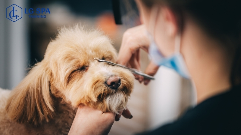 nên học đại học hay học nghề thú cưng