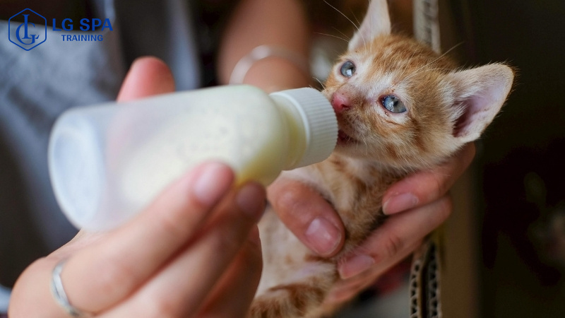 làm nghề chăm sóc thú cưng không cần học đại học